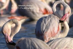 In arrivo “Urban Nature”: la natura si fa spazio a Margherita di Savoia