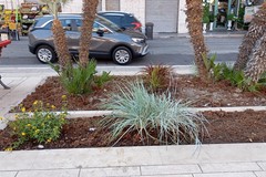 Nuove palme e sempreverdi per la "villetta" di Margherita