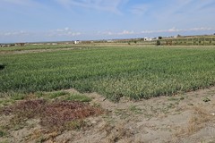 Tradizioni e sapori autentici tra sabbia e mare: alla scoperta della Cipolla Bianca di Margherita Igp