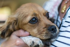 Petardi e botti nel weekend di Ognissanti a Margherita: i cittadini chiedono più controlli