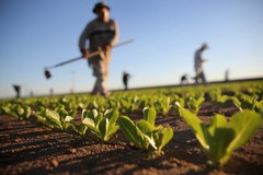Pericolo siccità, netto calo della produzione agricola in Puglia