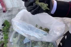 Scoperta a Margherita di Savoia una piantagione di marijuana