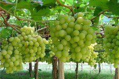 Avviato iter per il riconoscimento del distretto produttivo agroalimentare uva da tavola