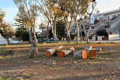 Taglio di alberi nel quartiere San Pio: proteste dei residenti e interrogazioni dell’opposizione