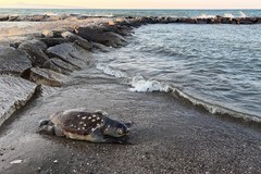 Trovata una tartaruga marina priva di vita in zona Orno a Margherita di Savoia