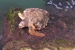 Tartaruga gigante incastrata fra scogli di porto canale