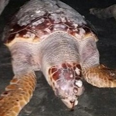 Ritrovata tartaruga morta in spiaggia