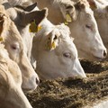 Stress da gran caldo per gli allevamenti bovini: - 15% di latte