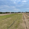 Furti di semi nei campi di Margherita, l'allarme degli agricoltori