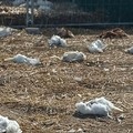 Galline decapitate e telecamere manomesse: atto vandalico nella casa al mare dell’ex deputato Sannicandro