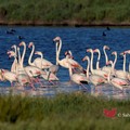 Il fenicottero rosa: simbolo di fascino e bellezza della Salina di Margherita di Savoia