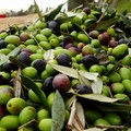 Olio d'oliva: sul rischio dazi l'U.E. rassicura l'industria