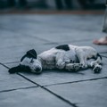 "Non mi abbandonare ", sempre più numerosi gli animali domestici “mollati” prima della partenza per le vacanze