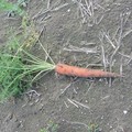 Biodiversità a Margherita di Savoia: si coltivano carote antiche sugli arenili