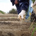 Crisi idrica: il Consorzio della Cipolla Bianca di Margherita Igp chiede confronto urgente con Comune e Consorzio di Bonifica