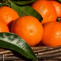 Clementine, Confagricoltura Puglia: danno drammatico per i produttori, servono interventi immediati