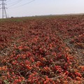 Emergenza caldo, perso il 20% della produzione di pomodori