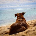 Animali da compagnia sulle spiagge, una proposta di legge regionale