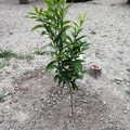 Un albero piantato in memoria di suo figlio Vicenzo