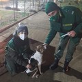 Guardie zoofile di Fareambiente ritrovano cane smarrito