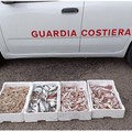 Sequestrati 170 kg di vongole pescati vicino al litorale di Margherita di Savoia