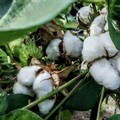 Agricoltura, il giove imprenditore che coltiva cotone sulla sabbia