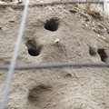 La natura si riprende i suoi spazi: nidi di Gruccione nelle dune di sabbia a zona Orno