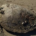 Esemplari di tartarughe Caretta caretta ritrovati sulla costa