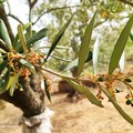 Maltempo in Puglia, danni per agricoltura e raccolta olive