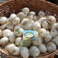  "Cipolla in Festa ": conto alla rovescia per il weekend a Margherita di Savoia 