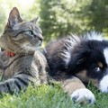Leidaa Margherita: «Siamo l’unico Comune della Bat senza cani randagi, ma persiste il randagismo felino»