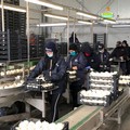 Cipolla Bianca Igp, tutto pronto per la raccolta a Margherita di Savoia