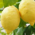 Rubavano limoni, due arresti a Margherita di Savoia