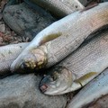 Aumenta il consumo di pesce per rimettersi in forma, Coldiretti: «Attenzione all'etichetta»
