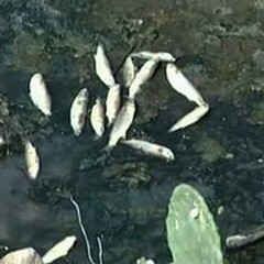 Nessuna notizia sulla moria di pesci a Foce Carmosina