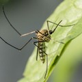West Nile, un caso a Margherita di Savoia: scatta la disinfestazione straordinaria
