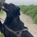 Leidaa Margherita: «Gli animali sono sempre più tutelati grazie all’aumento alle segnalazioni»