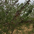 Tempo di mandorle, ottima qualità ma il clima riduce la produzione
