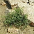 Salicornia: l’asparago di mare spunta tra le scogliere a Margherita di Savoia