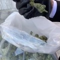 Scoperta a Margherita di Savoia una piantagione di marijuana