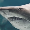 Lo squalo toro avvistato nei mari pugliesi: c’è pericolo concreto per i bagnanti?