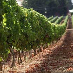 Diritti di impianto dei vigneti: abolito il pagamento, ora autorizzazione gratis