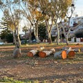 Taglio di alberi nel quartiere San Pio: proteste dei residenti e interrogazioni dell’opposizione