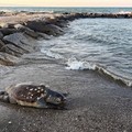 Trovata una tartaruga marina priva di vita in zona Orno a Margherita di Savoia