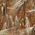 Aumenta ancora l'import di grano dal Canada. Porto di Bari nuovo  "granaio d'Italia "