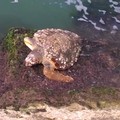 Tartaruga gigante incastrata fra scogli di porto canale