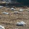 Galline decapitate e telecamere manomesse: atto vandalico nella casa al mare dell’ex deputato Sannicandro