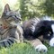 Leidaa Margherita: «Siamo l’unico Comune della Bat senza cani randagi, ma persiste il randagismo felino»
