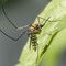 West Nile, un caso a Margherita di Savoia: scatta la disinfestazione straordinaria