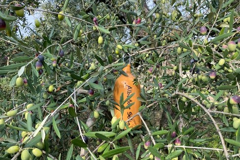 Adozione degli ulivi